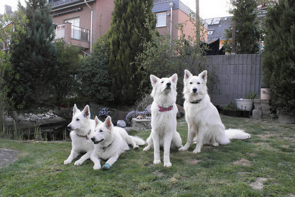 Coralie,Keona,Dyra,Attila